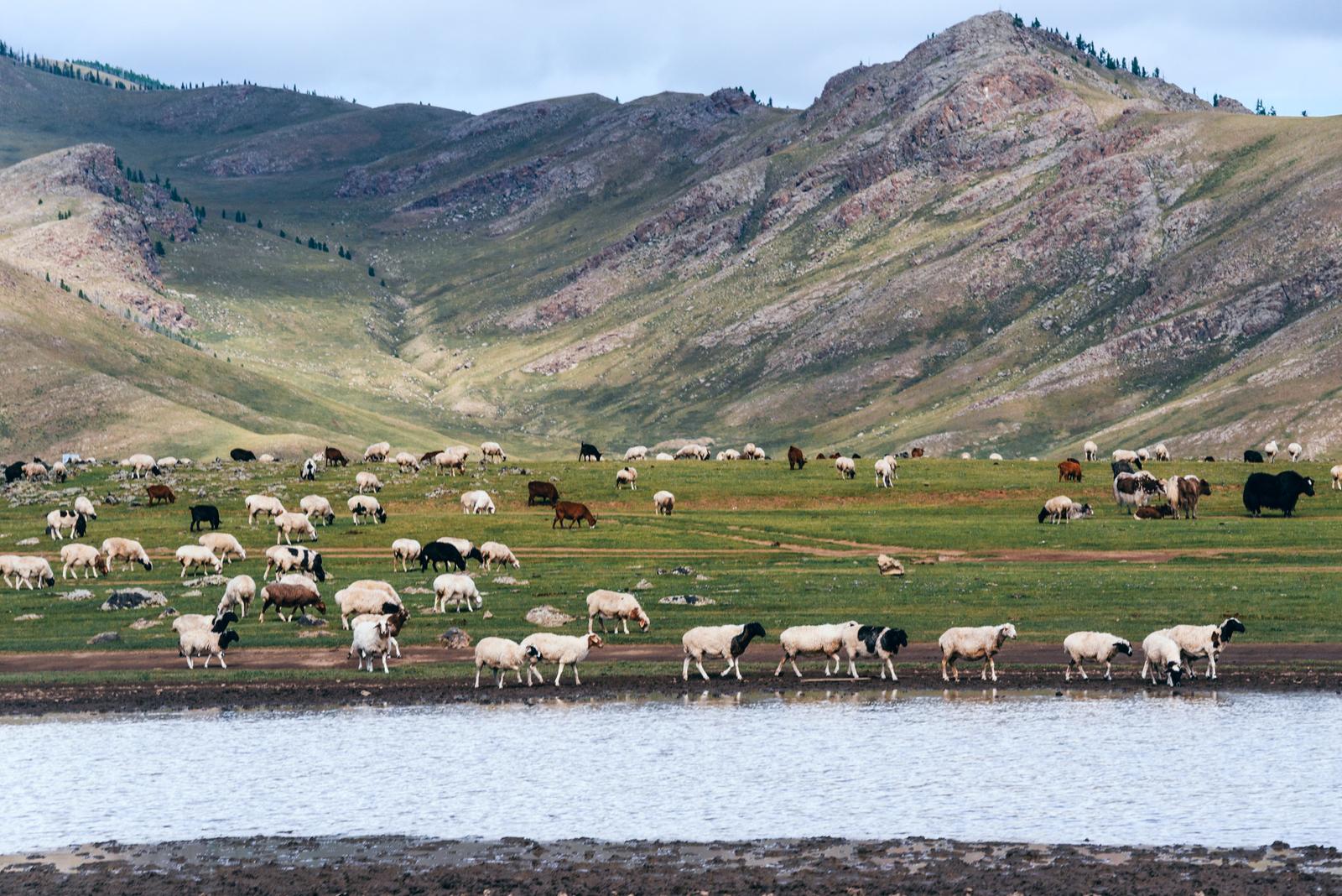 Sheep Counting Game