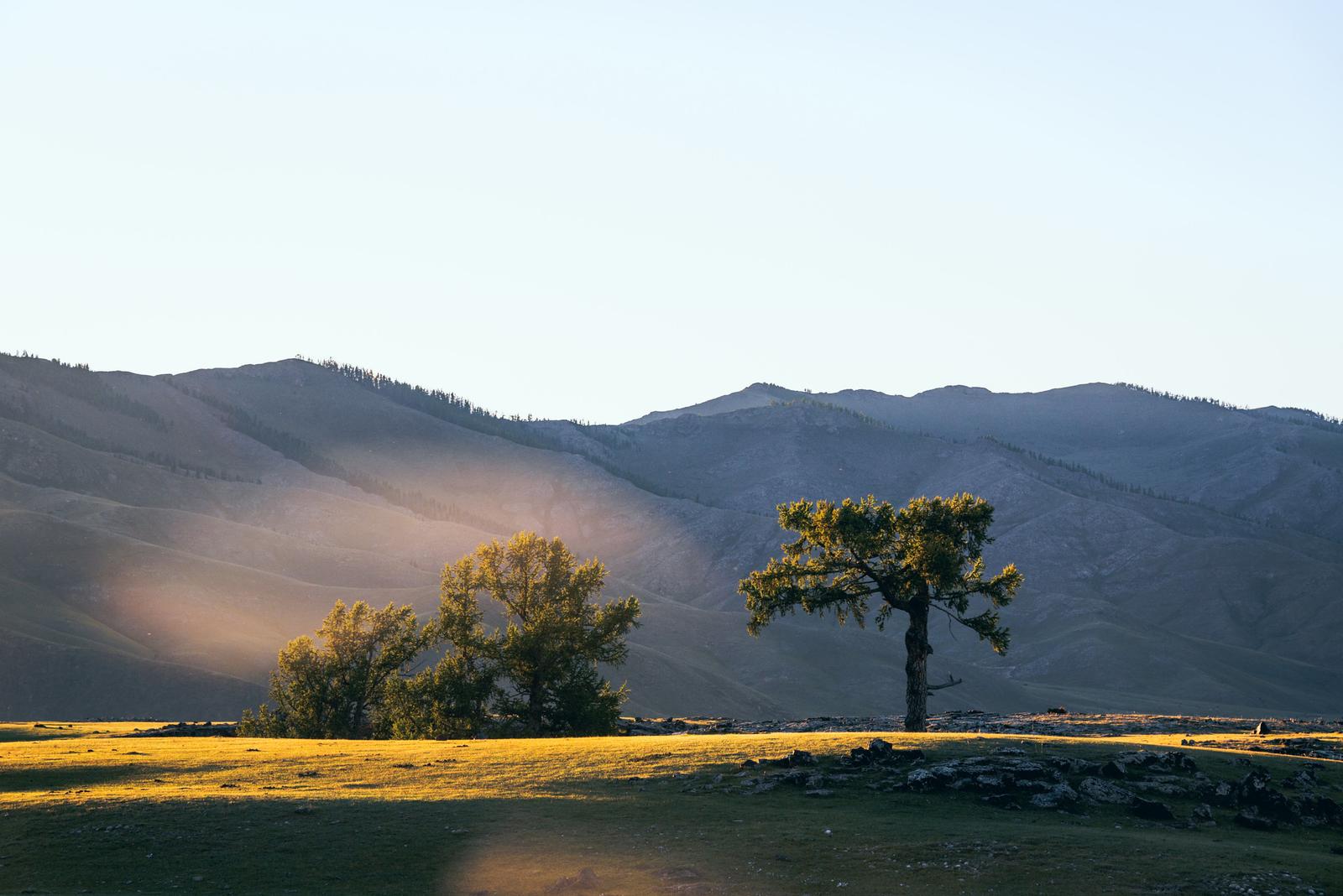 The Lone Tree