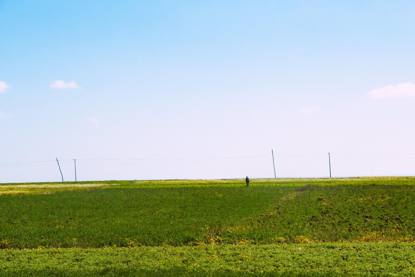 The Lush Fields