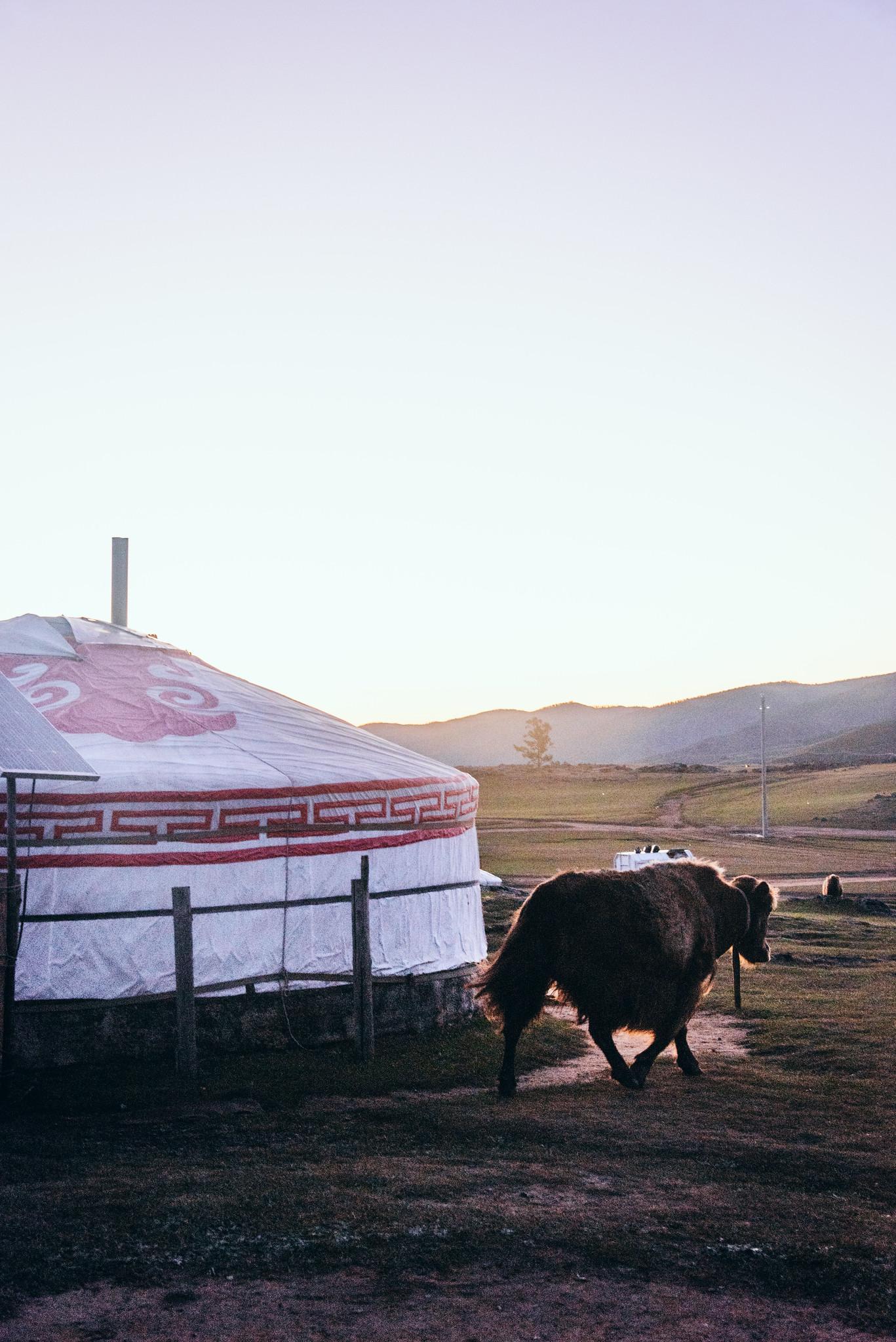 The Early-Rising Cows