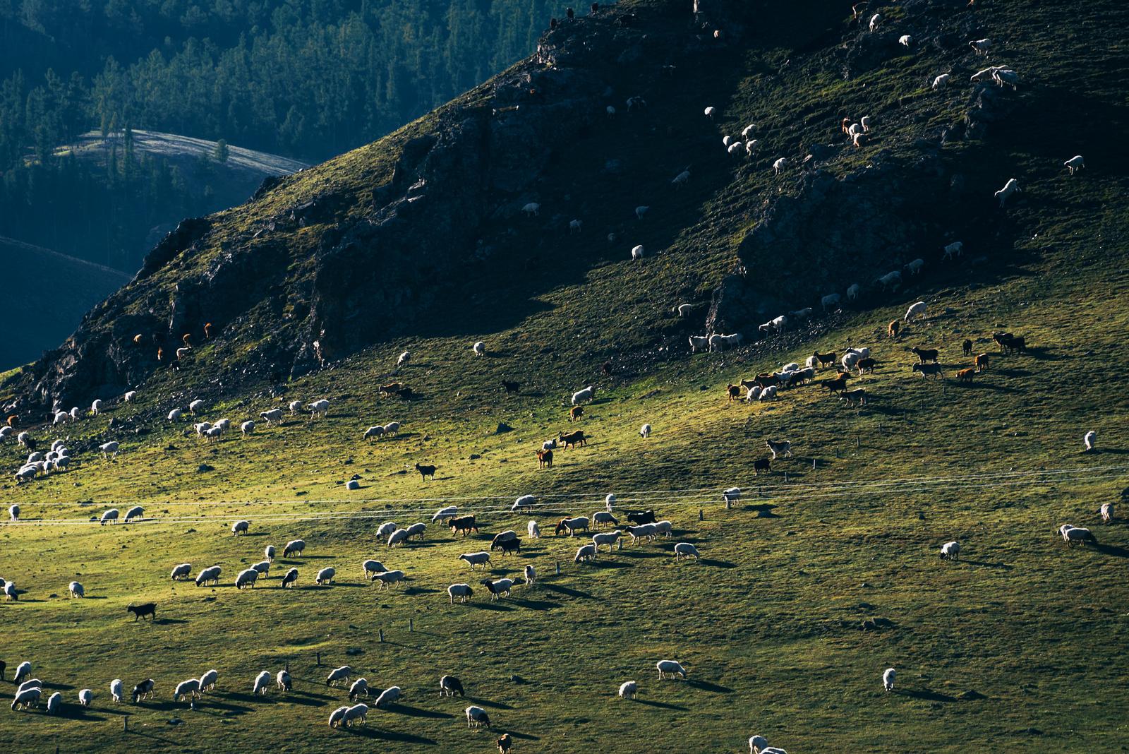 The Invasion of the Sheep Herd