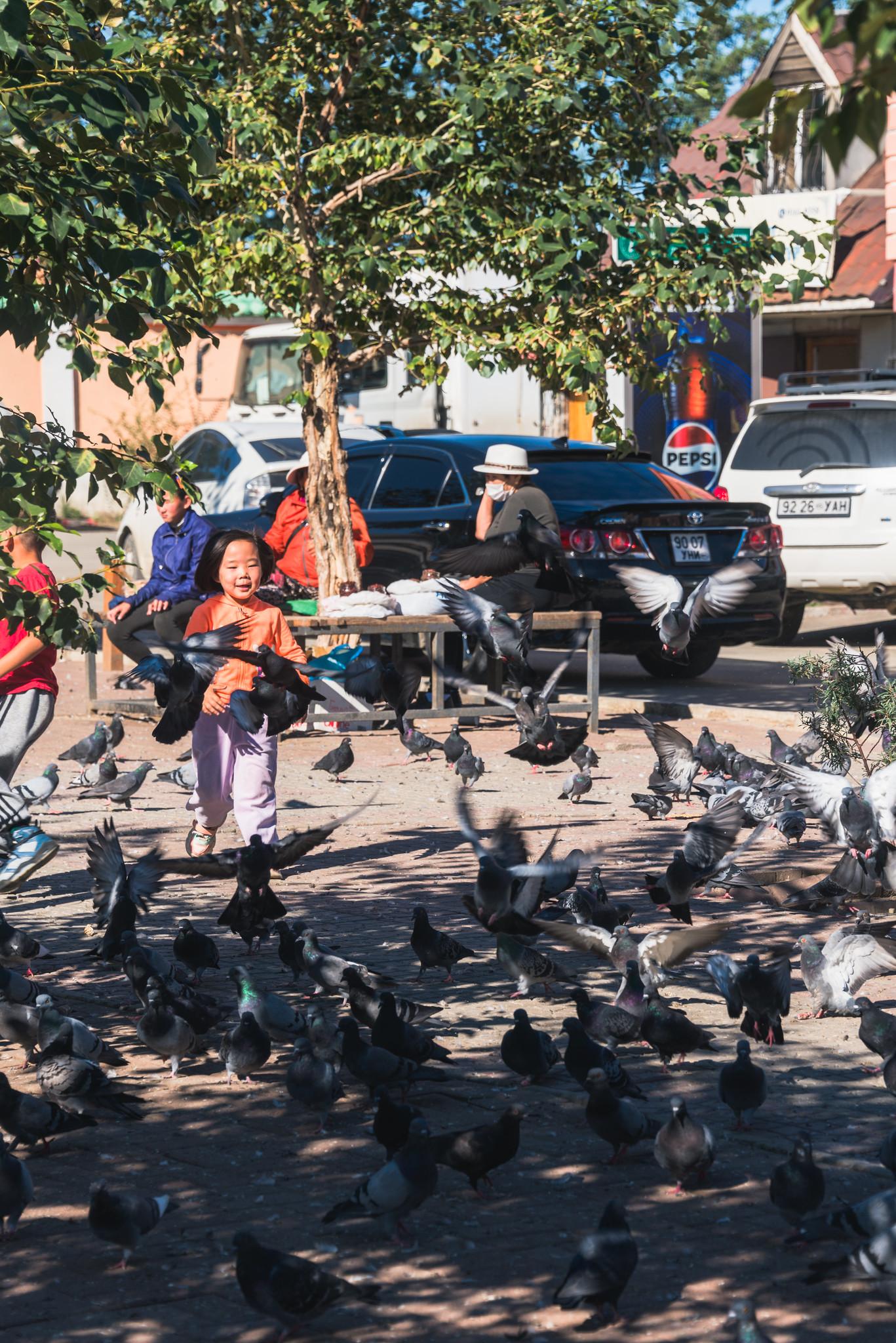 Pigeons in the Park