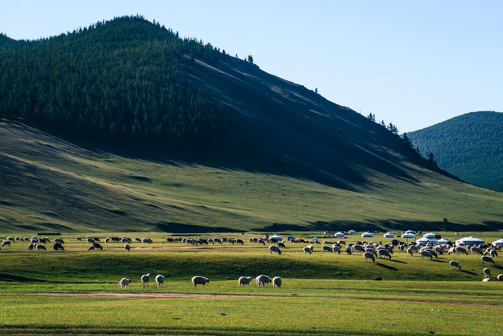 Leisurely Roaming on the Steppe