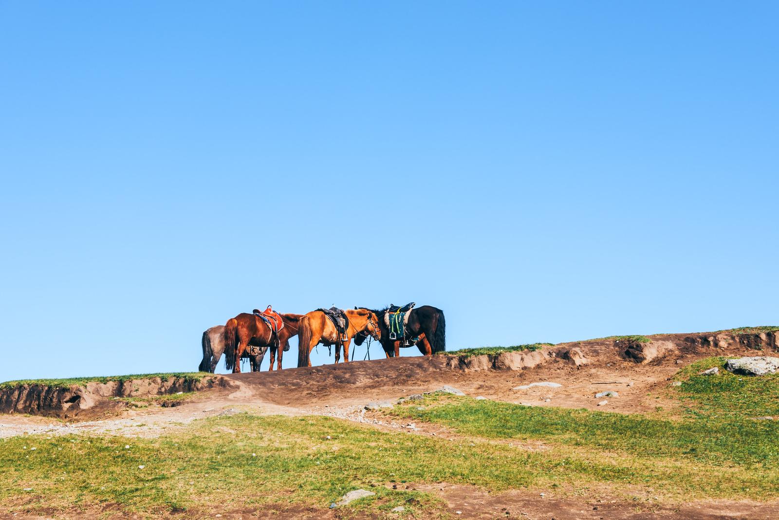 Let the Horses Rest