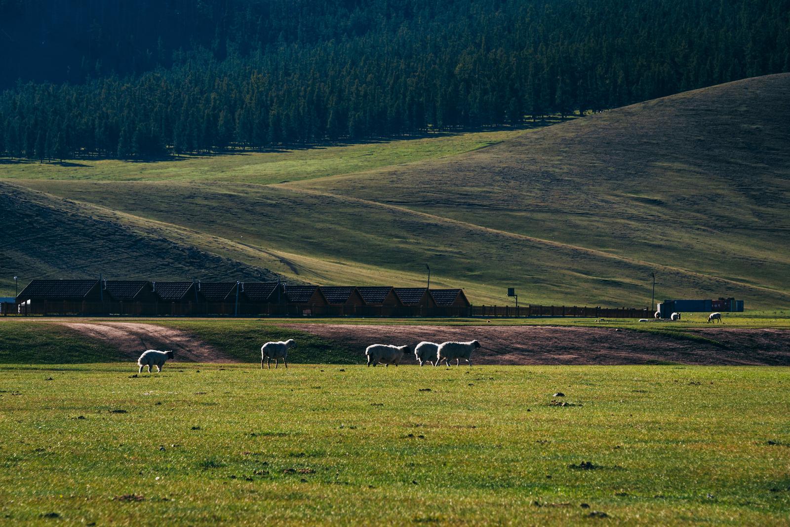 The Invasion of the Sheep Herd