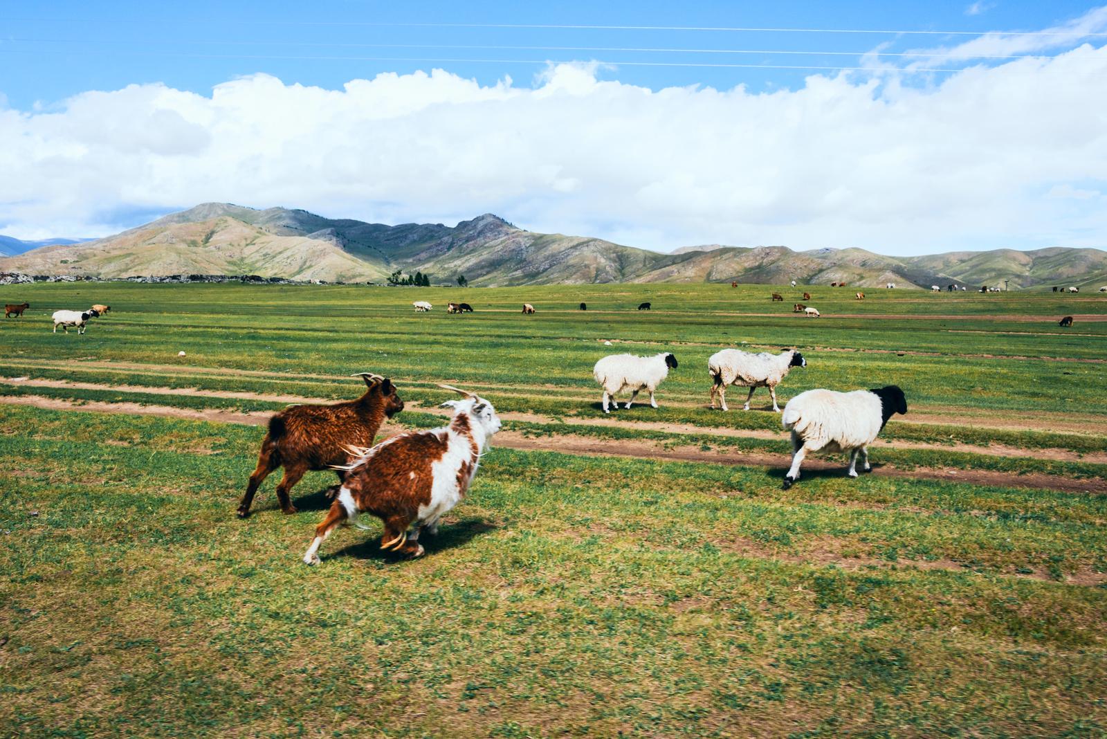 Sheep Counting Game