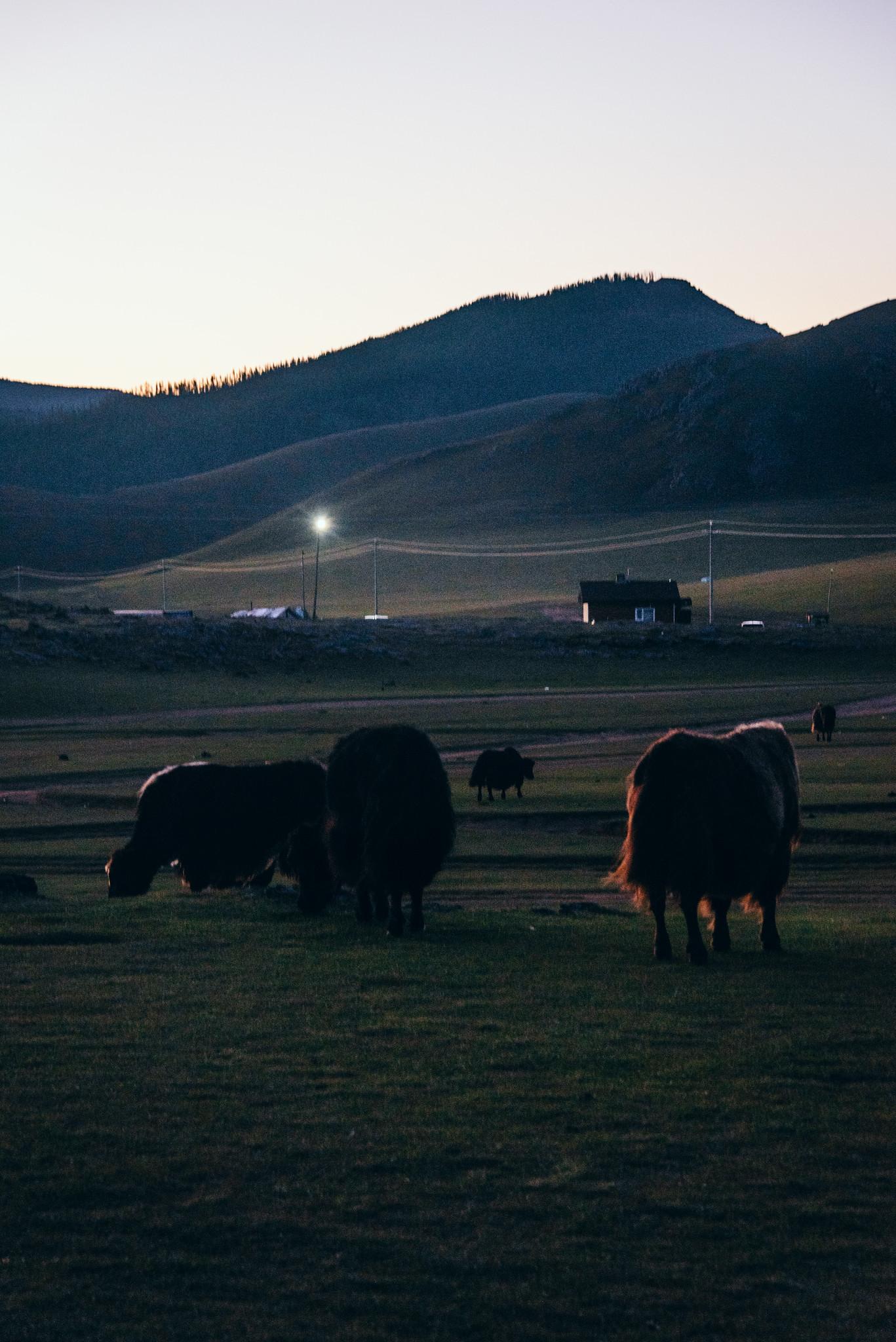 The Early-Rising Cows