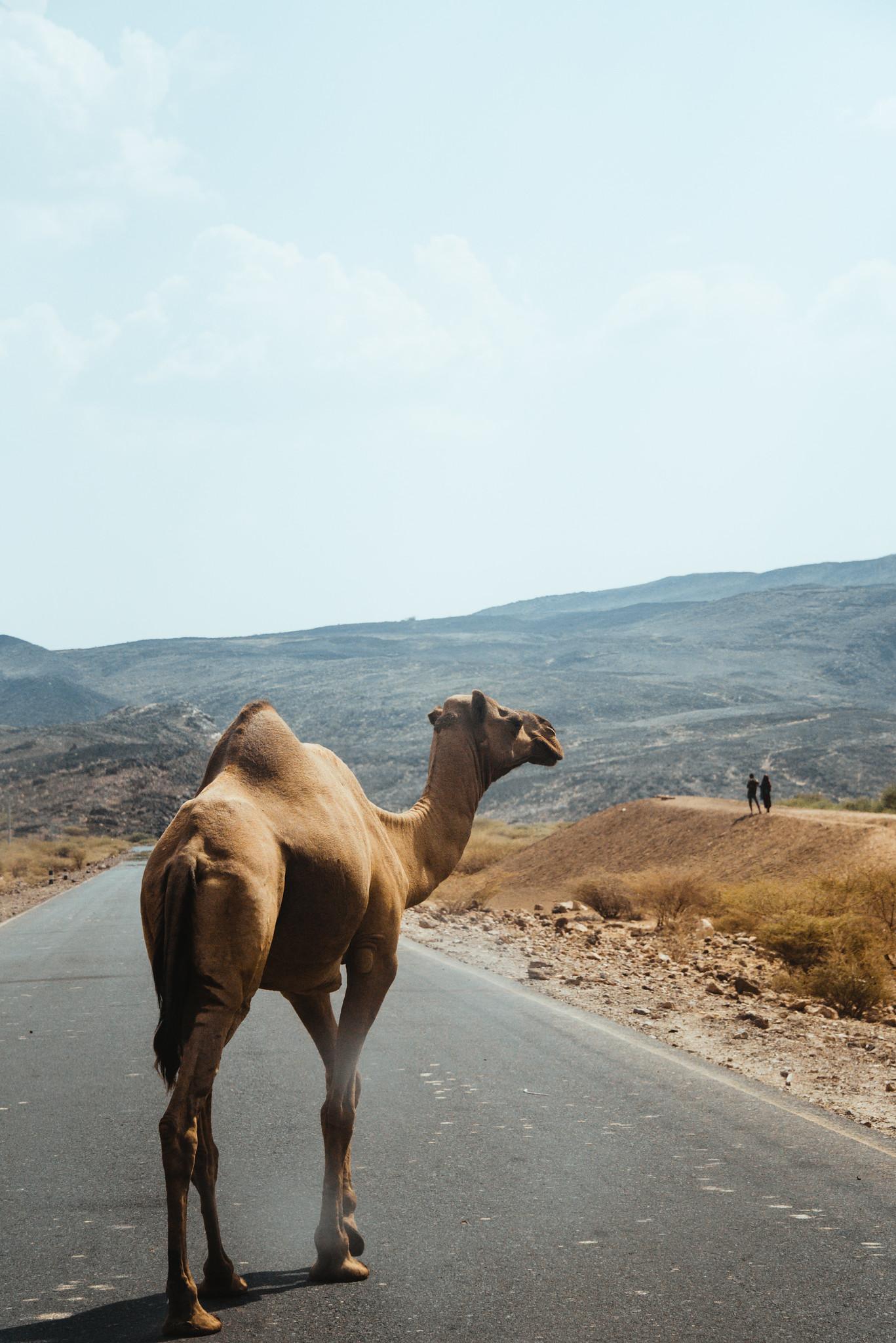 A Camel on the Road