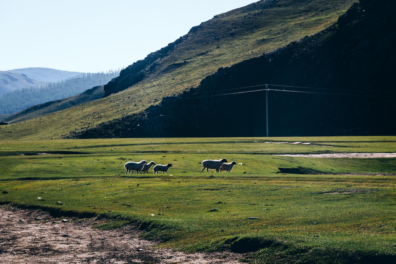 Leisurely Roaming on the Steppe