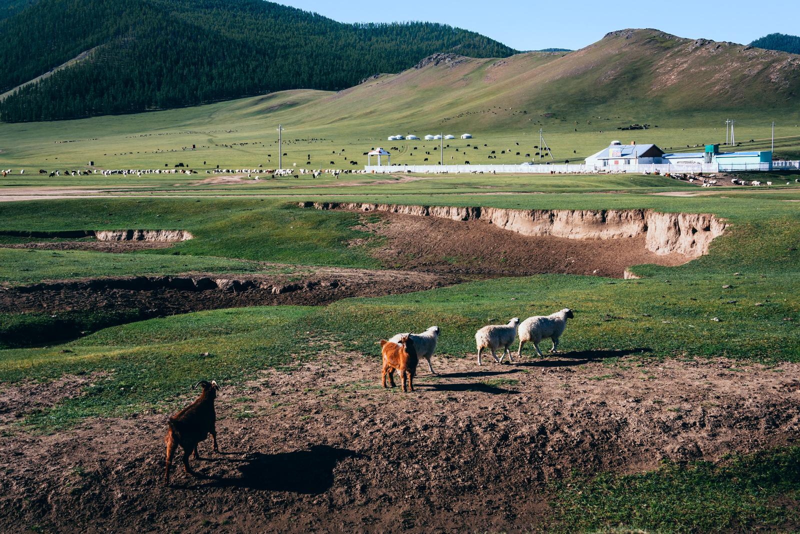 Leisurely Roaming on the Steppe