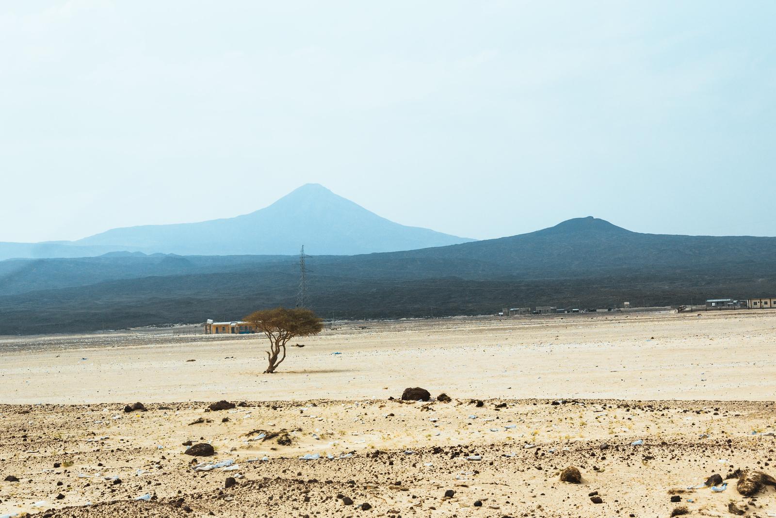 A Lone Tree