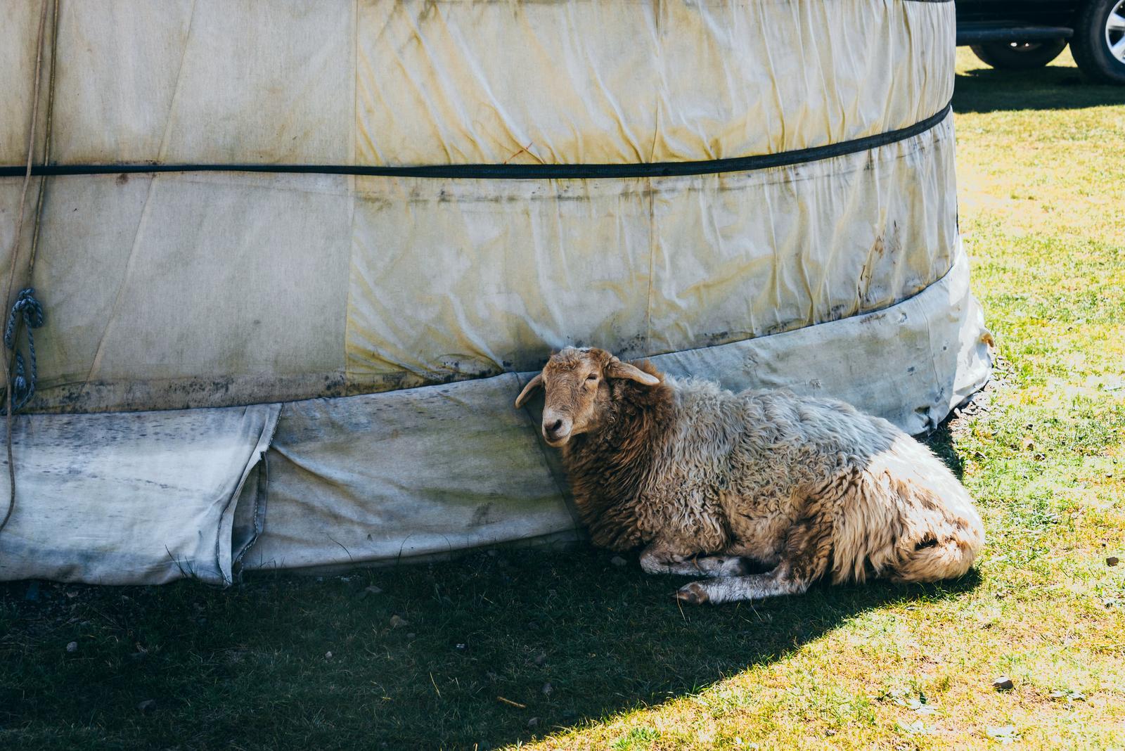 The Sheep Hiding behind the Yurt