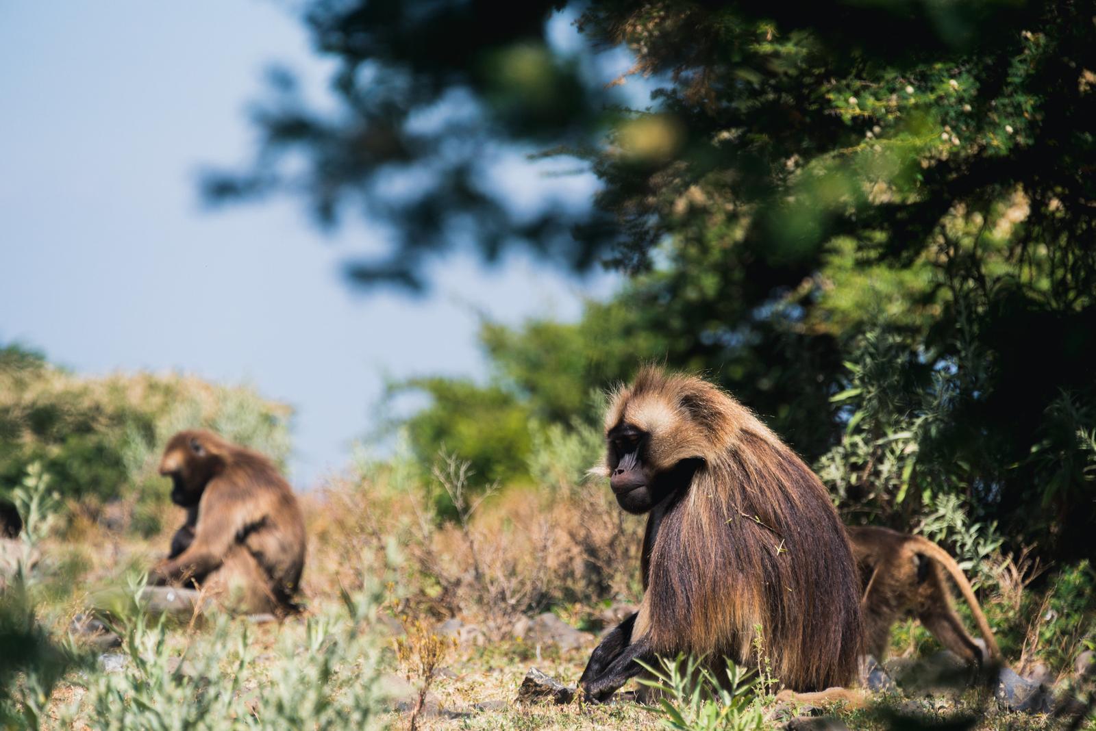 Gelada Baboon