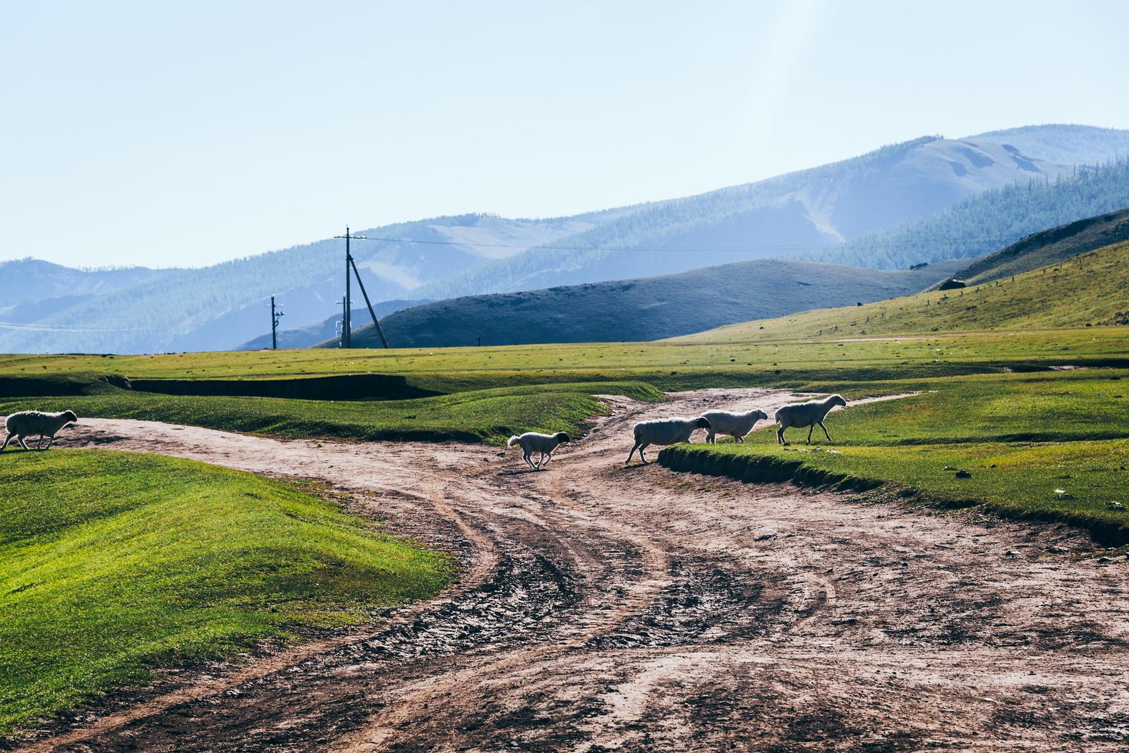 Leisurely Roaming on the Steppe