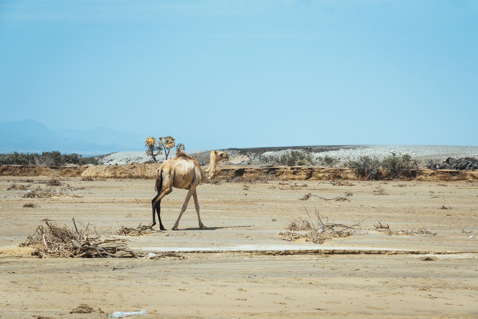 Camel on the Parched Riverbed