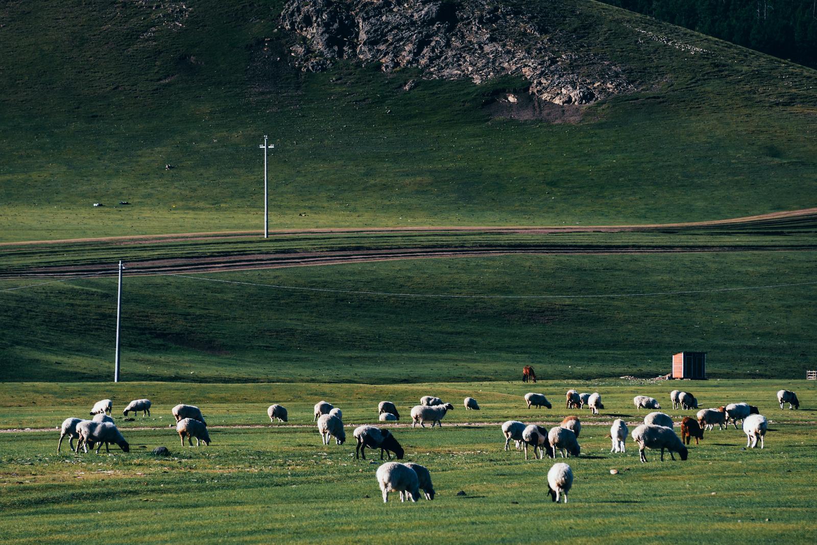 The Invasion of the Sheep Herd