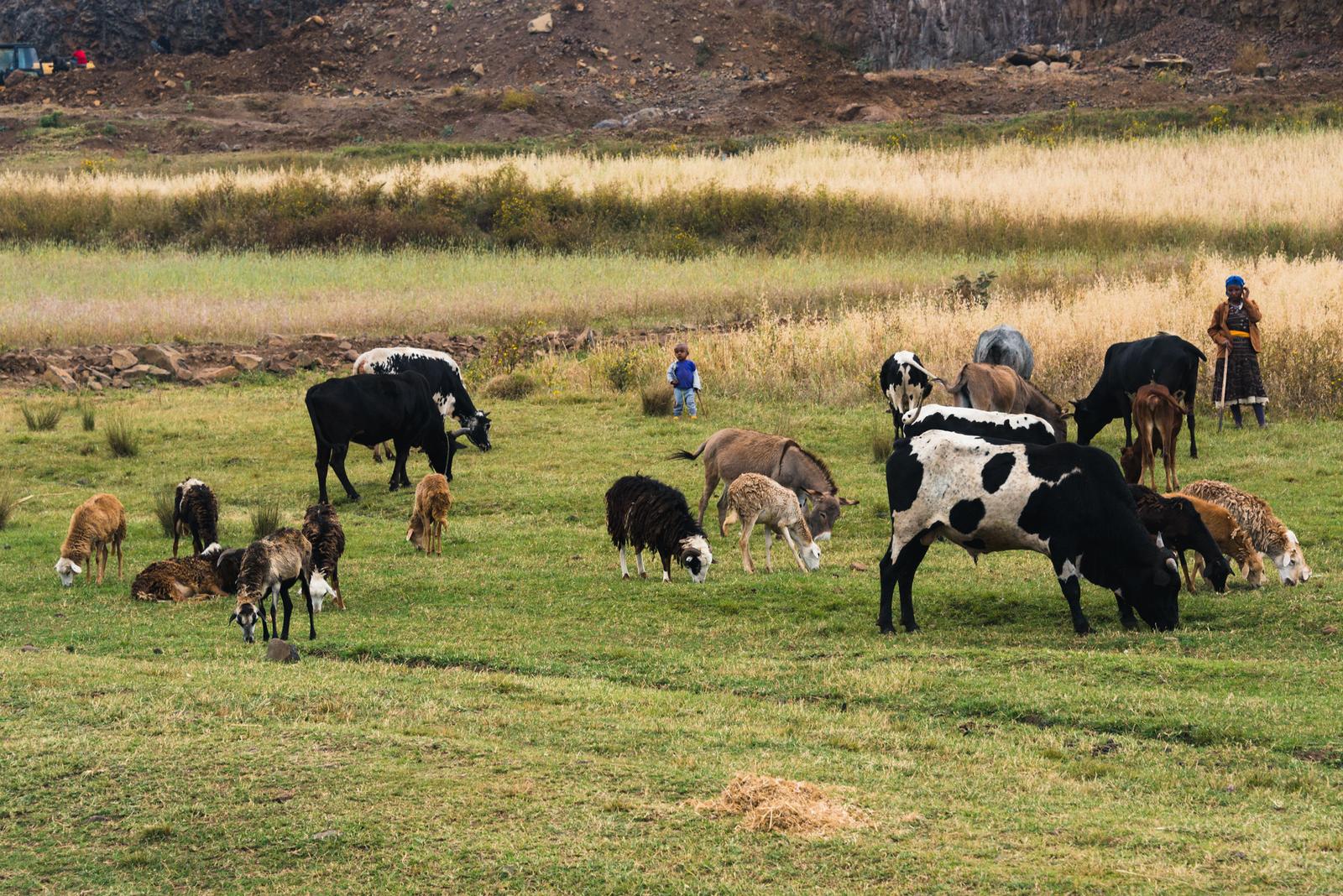 The Herder